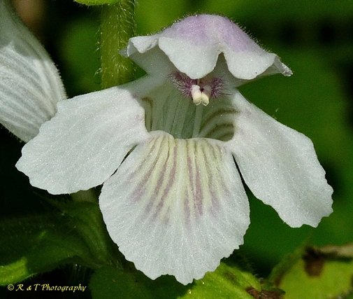 {Synandra hispidula}